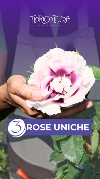 Story social Floricoltura Roncador, «3 rose uniche», dettaglio di una rosa in fiore
