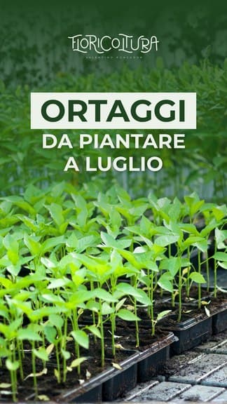 Story social Floricoltura Roncador, «Ortaggi da piantare a luglio»