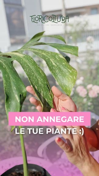 Story social Floricoltura Roncador, storytelling stagionale in vivaio