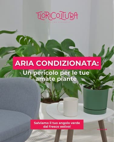 Post social Floricoltura Roncador, arbusti dal profumo inebriante