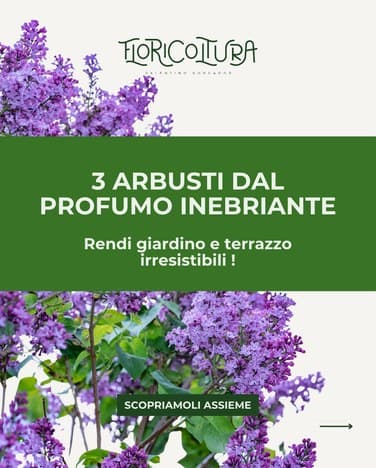 Post social Floricoltura Roncador, piante e consigli per la casa